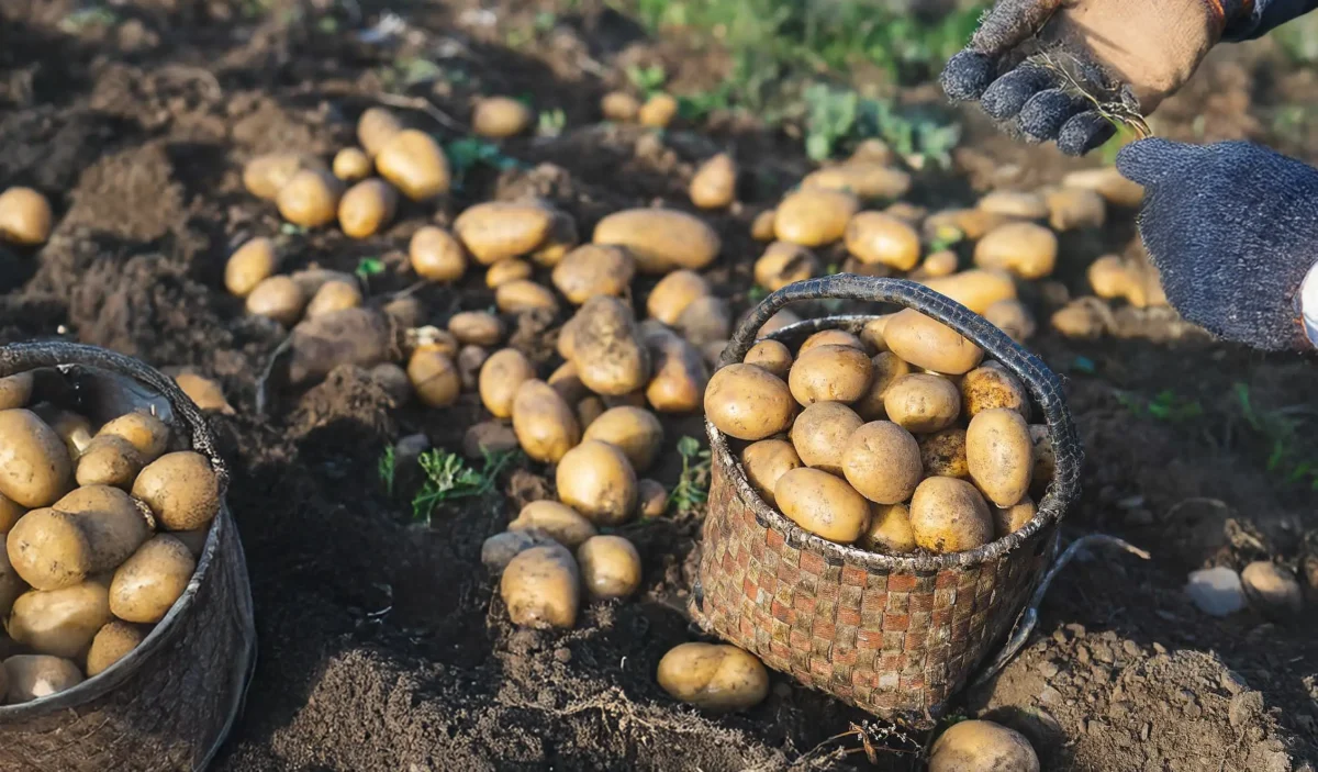 Campesino revisando una planta de papa en medio del cultivo con papas sanas en una canasta.