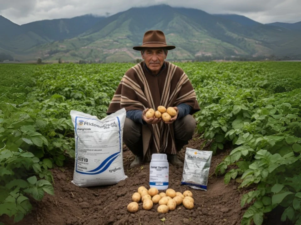 Don José Martínez agricultor de Pasto Nariño muestra cosecha papa sana después tratamiento tizón tardío gota con productos Futuragro fungicidas