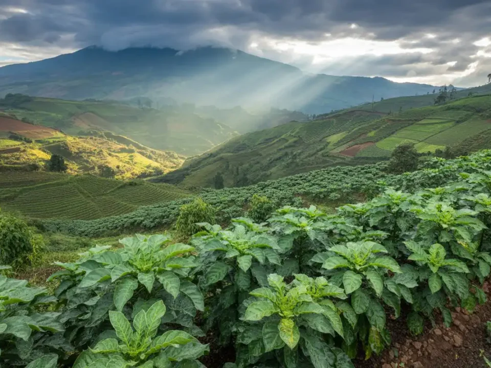 Cultivos de papa y café en Nariño durante el primer trimestre con lluvias típicas de febrero y marzo, volcán Galeras al fondo