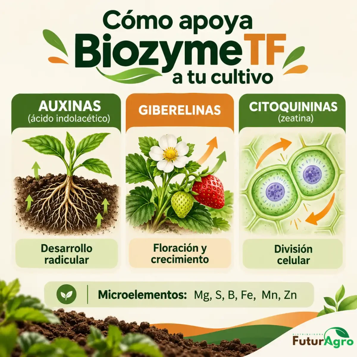 Infografía de las tres hormonas de Biozyme TF: auxinas para raíz, giberelinas para floración y citoquininas para división celular